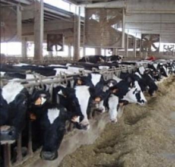 Miglioramento 3: gestione della stalla Alcuni esempi di indicatori ambientali Input energetico per kg di latte prodotto (energia ee, metano, gasolio) Autosufficienza