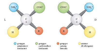 CHIRALITA Gli amminoacidi, con l'eccezione della glicina, esistono come coppia di enantiomeri,