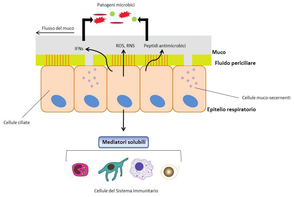 Introduzione L epitelio respiratorio: al crocevia della risposta immune L epitelio non può essere considerato soltanto come una semplice barriera in grado di opporsi passivamente all ingresso di