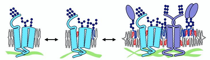 Lubrificazione da parte dei lipidi di una proteina transmembrana appartenente ad un raft Le proteine di membrana si legano e/o si concentrano in alcune regioni lipidiche mediante specifiche