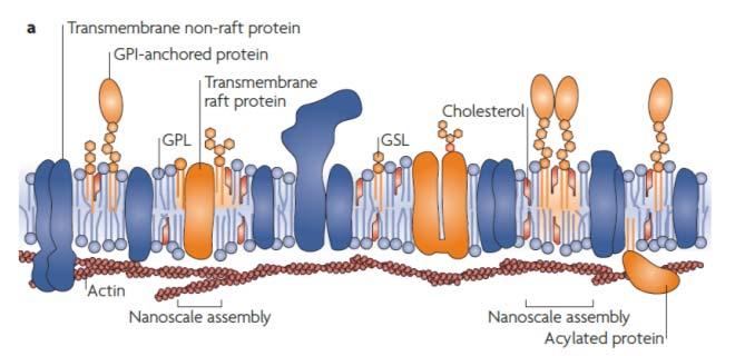 Eterogeneità nelle membrane cellulare basate sui rafts 1 a Gli assemblamenti a scala nanometrica di steroli (es. Colesterolo), sfingolipidi (es.