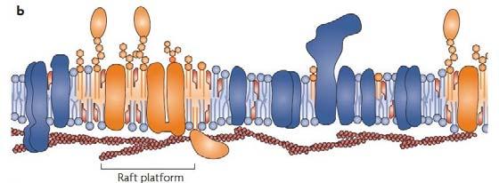 Vienepostulatocheproteineancoratea GPI, proteine transmembrana dei rafts e proteine citosoliche acilate (con coda di acido grassosaturo) siano costituenti di questi assemblamenti che possono essere