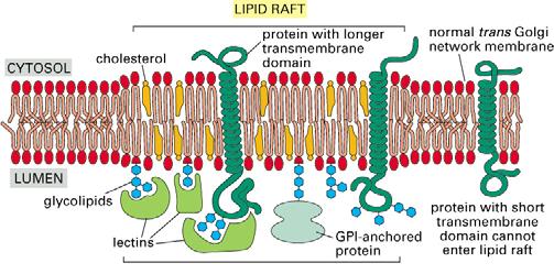 Modello di formazione di rafts lipidici nella rete trans del Golgi. Si pensa che gli glicosfingolipidi e il colesterolo formino rafts nel bilayer lipidico.