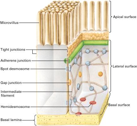 trasporto. Questi rafts vengono in seguito inglobati in vescicole di trasporto che li trasportano al dominio apicale della membrana plasmatica.