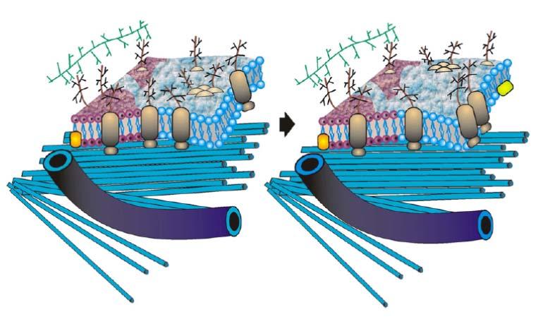 The Fluid Mosaic Model of Membrane Structure: still relevant to understanding the