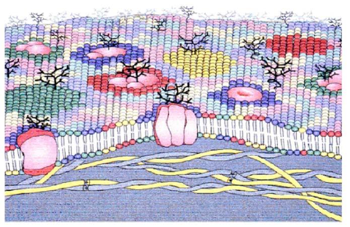 Evoluzione del modello del mosaico Modello di Escribá et al. Nicolson GL.