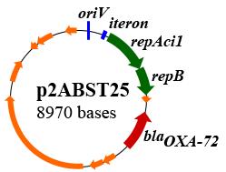 Struttura genetica dei plasmidi ST2 ST78 ST25