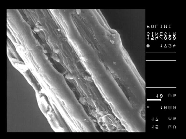 Analisi microscopica (SEM) della fibra di ginestra Osservazioni: aspetto superficiale irregolare con buche, rigonfiamenti e,