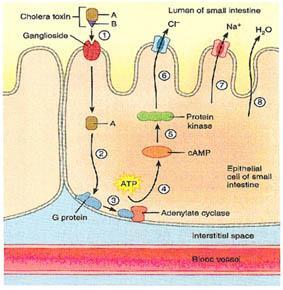 La patogenicità di V. cholerae O1 e O139 è legata alla produzione di due tossine, la tossina del pilo (TCP) e la tossina colerica p.d. (CTX).