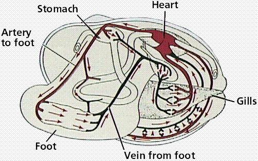 Apparato circolatorio dei bivalvi L apparato circolatorio è costituito da un cuore dorsale e la circolazione è aperta.