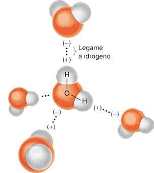 negativo, è in grado di legare due atomi di idrogeno di un altra molecola.