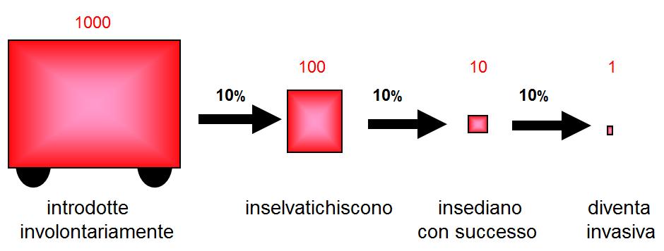 Neobiota La maggior parte degli organismi esotici scompare nel giro di qualche anno (clima, concorrenti, predatori,..).