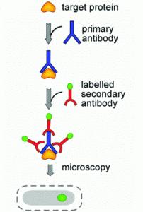 Colture cellulari Osservazione al