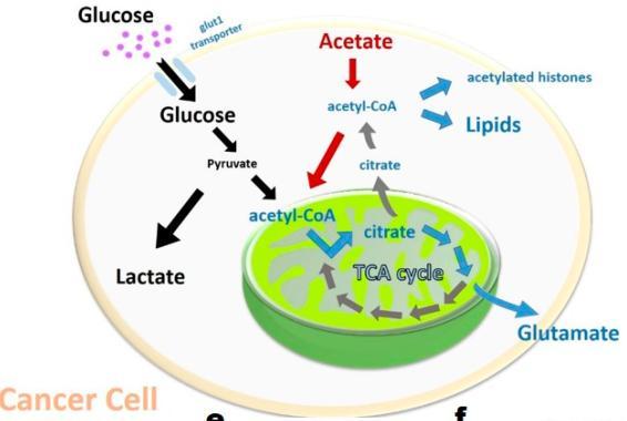 Metabolomica mediante la spettroscopia NMR in alta risoluzione (9.