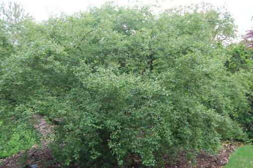 VIBURNUM OPULUS Arbusto cespuglioso caducifoglio, alto 2 4 metri, molto longevo, con corteccia bruno grigiastra