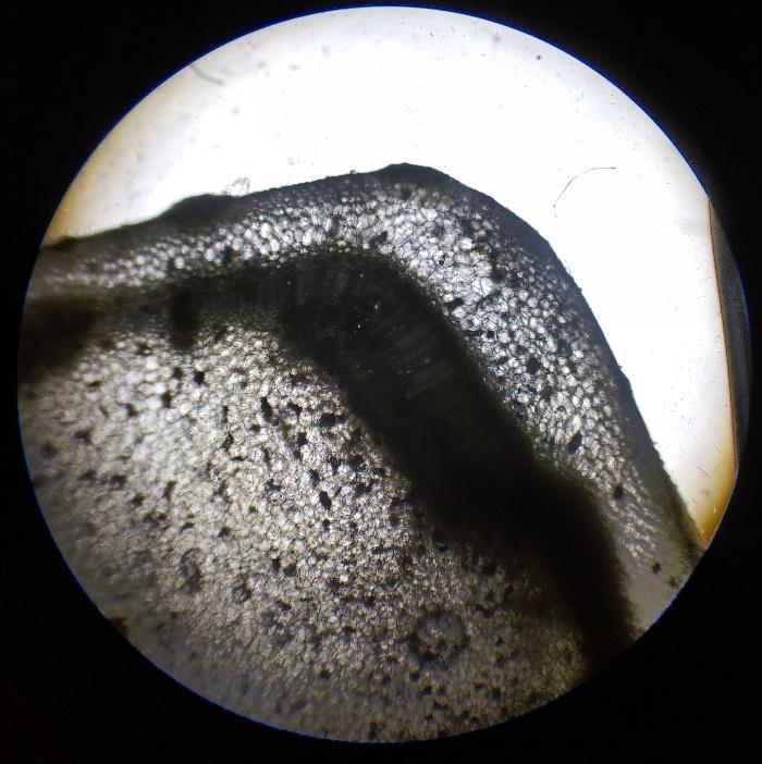 Visione della sezione orizzontale Immagine al microscopio x100 con