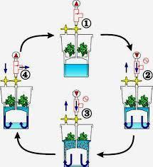 Sistema TIS (Temporary Immersion Sistem) Il TIS è un sistema di coltura dei germogli che sostituisce la fase di allungamento nel processo di micropropagazione.