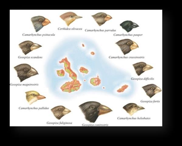 Un chiaro esempio di evoluzione presente tutt oggi nell arcipelago delle Galàpagos, sono le 13 specie di fringuelli specializzati in diete diverse: i divoratori di insetti sugli alberi (7 specie), e