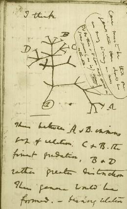 Fu qui inoltre, che Darwin sperimentò e analizzò altre teorie secondarie che confermarono poi, le più importanti.