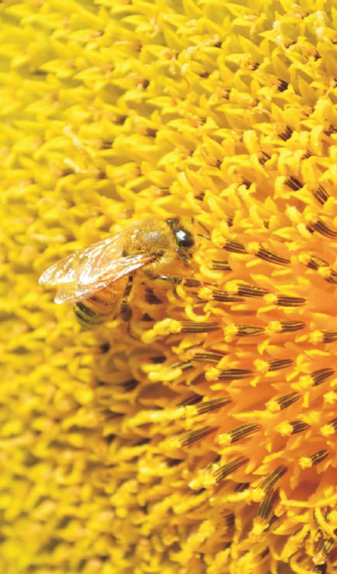 Seminario Buone pratiche agricole e salvaguardia delle api Importanza economica