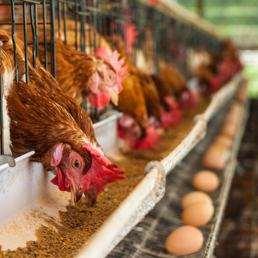 ILSOLE24ORE.COM 22 FEBBRAIO 2018 Unaitalia: crescono i consumi di pollo (+0,7%) in calo quelli di uova (-2,3%) G.d.O. IN AUMENTO, GRAZIE AL POSITIVO TREND DELLE QUOTAZIONI, IL FATTURATO DEL SETTORE