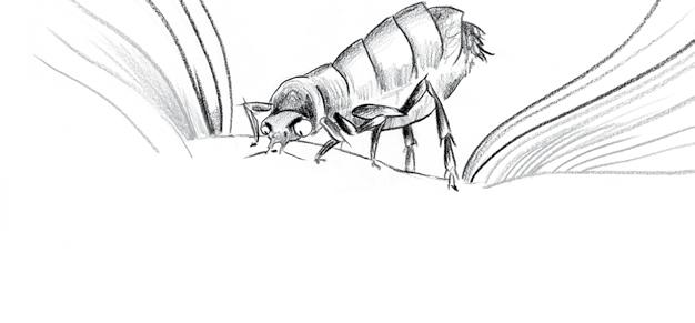 PULCE l ospite indesiderato che porta prurito e allergie 6 La pulce è un insetto di 1-4 mm capace di spiccare lunghi salti grazie a un paio di zampe posteriori estremamente forti.