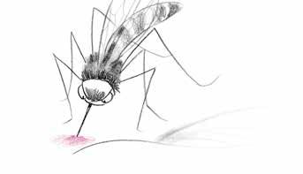 ZANZARA E PAPPATACIO Le zanzare sono note a chiunque, ma non tutti sanno che i pappataci, o flebotomi, insetti di 2-3 mm simili a moscerini,