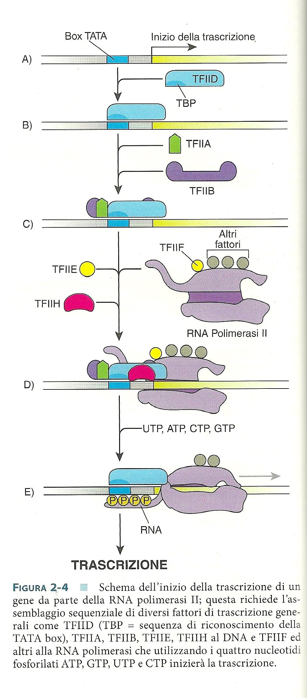 Fattori di trascrizione (TF) ü Sono proteine che si legano a sequenze specifiche di DNA ü modulano l attività della RNAPolimerasi II (ENZIMA DELLA TRASCRIZIONE) ü Controllano l espressione di uno o