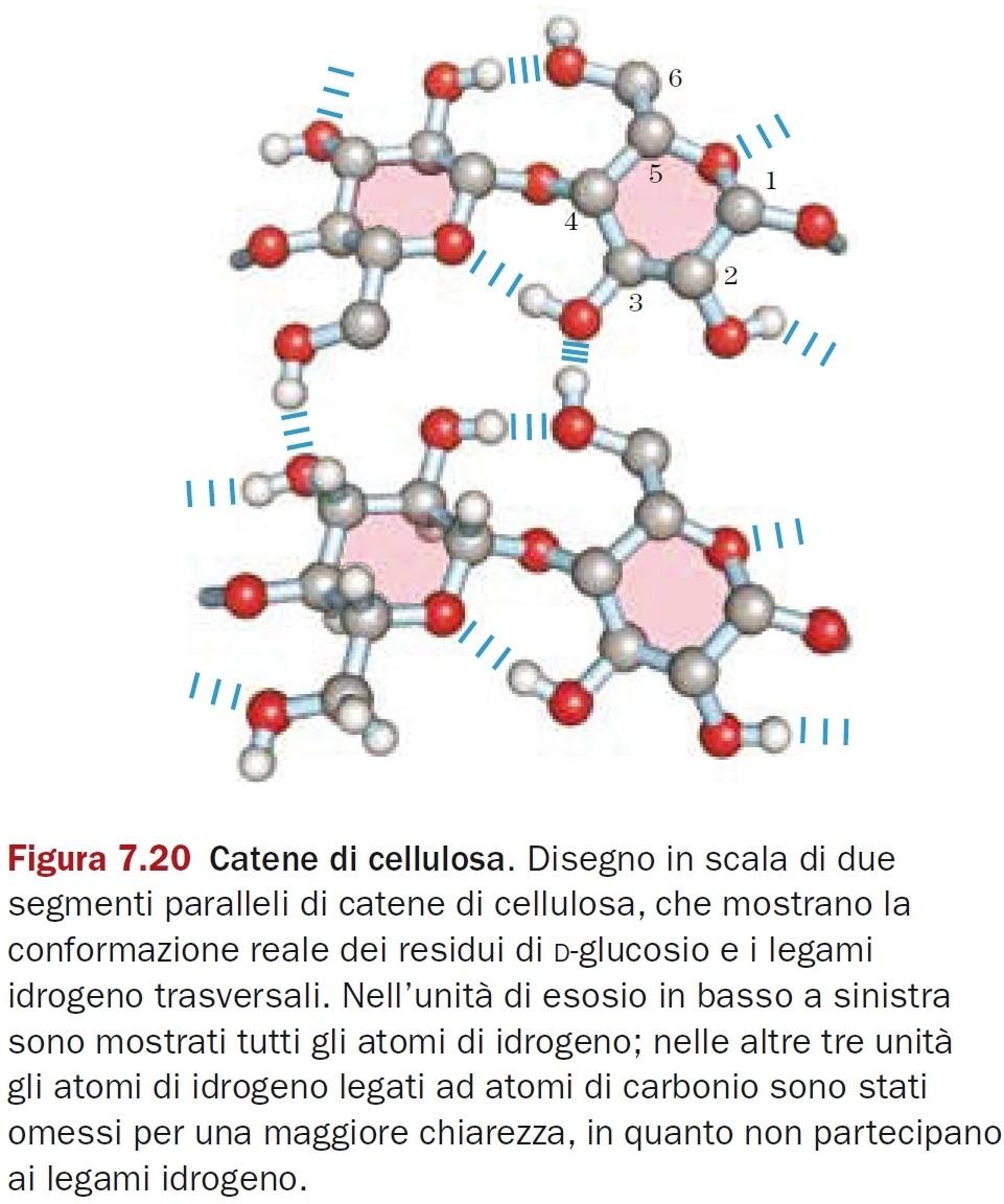 cellulosa