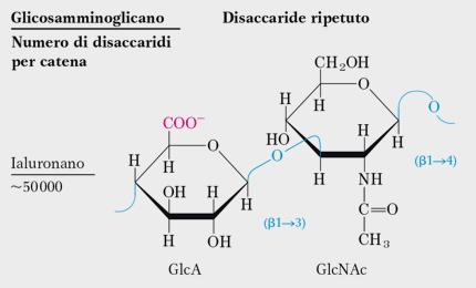 Lo ialuronano (acido ialuronico) Lo ialuronano è formato da due derivati degli zuccheri: glucuronato (acido glucuronico) e N-acetil-glucosamina. No gruppi solforati.