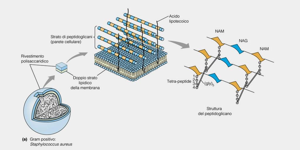 Le pareti cellulari batteriche Complesso multistrato costituito da polisaccaridi e peptidi ricco di legami crociati: il peptidoglicano Copolimeri di: N-acetilglucosammina (NAG), N-acetilmuramico