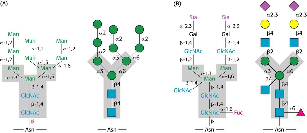 Oligosaccaridi legati in N La Asn viene glicosilata se si trova nella sequenza Asn-X-Ser o Asn-X-Thr (potenziali siti di glicosilazione).