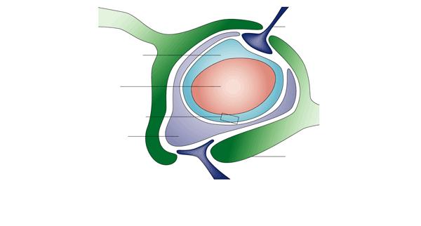 Diapositiva 11 PERMEABILITA DEI CAPILLARI E LE BARRIERE FISIOLOGICHE Barriera