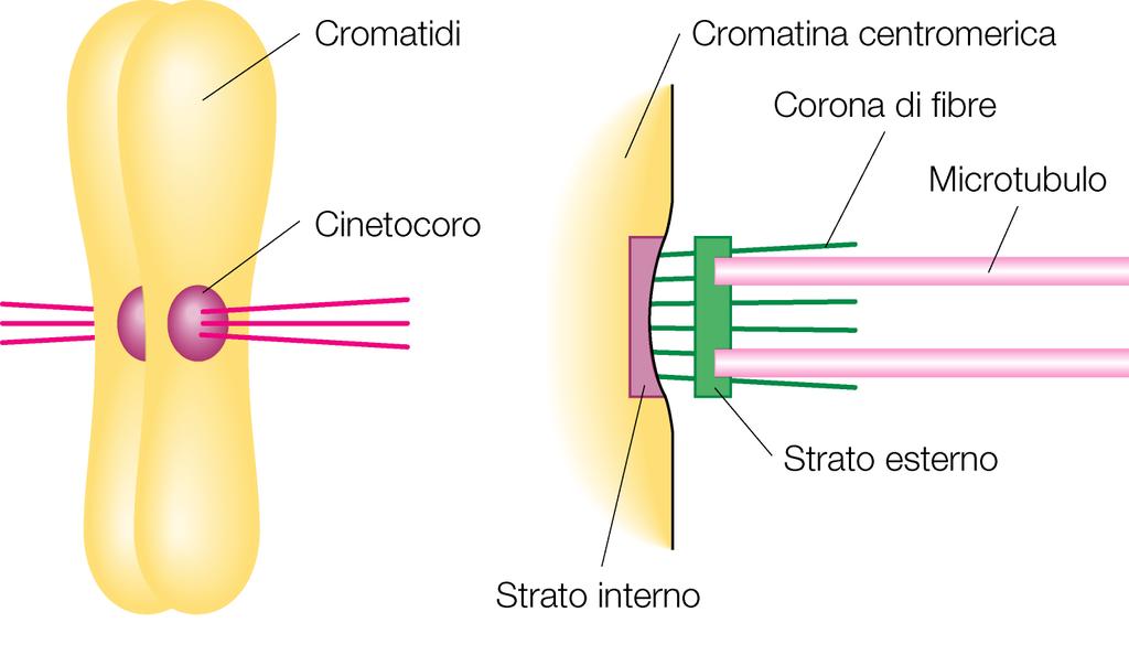 Segregazione dei cromosomi da Griffiths et al.