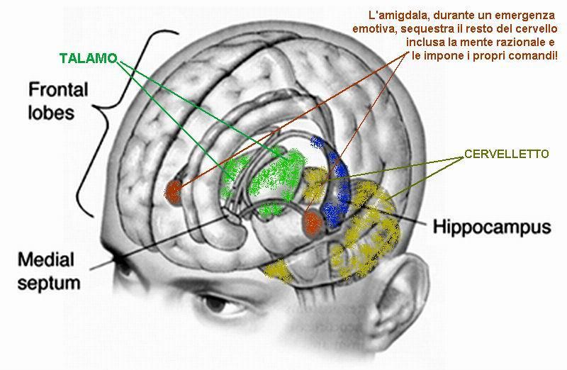 Il cervello 24 Stimolo