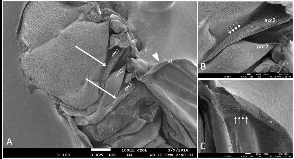 Psille del melo: The scanning electron microscopy investigation shows