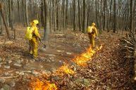 Introduzione: qualche dato Le cause: condizioni meteorologiche e climatiche incendi volontari o da comportamento irresponsabile scarsa attenzione alla prevenzione attiva modalità organizzative del