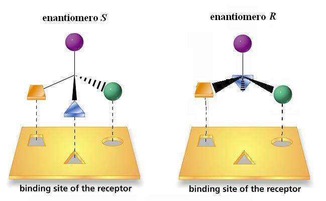 Esempio 2 MeO Estere etilico dell (S)-naprossene Solo l enantiomero S è idrolizzato dall enzima e, in tal modo, solubilizzato in 2