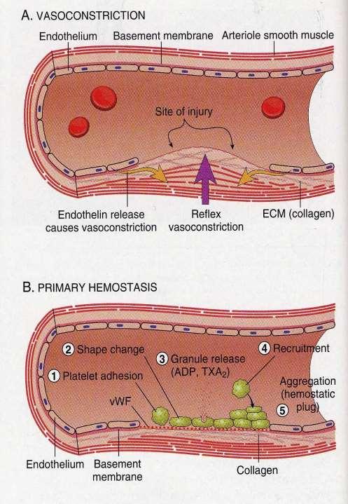 L emostasi primaria Il fattore di von Willebrand media l adesione delle piastrine alla parete vasale danneggiata Le piastrine adese