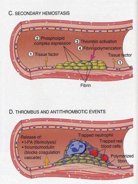 L emostasi secondaria Il processo della coagulazione del sangue conduce all attivazione dell enzima trombina, che processa il fibrinogeno formando la fibrina.