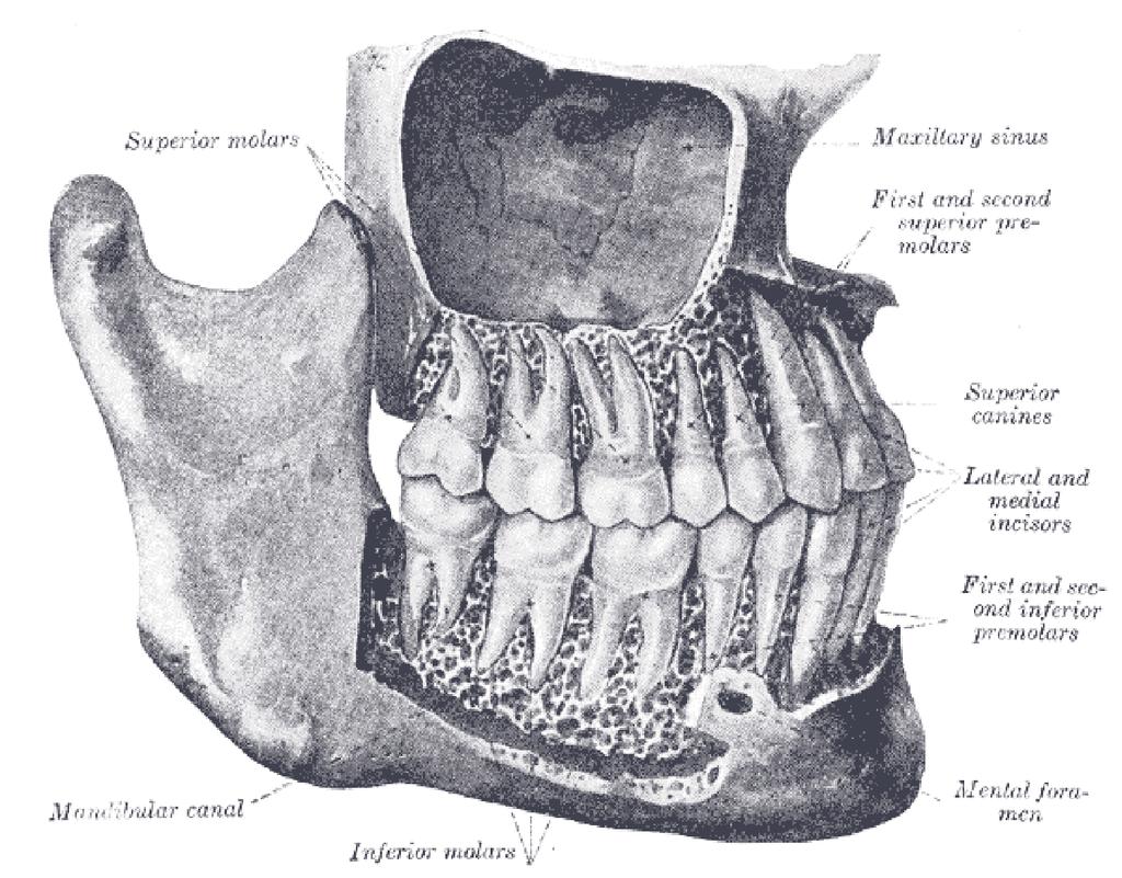 Cavità orale Arcate gengivo-dentali: - processi alveolari di ossa mascellari e mandibola - denti - articolazioni radice/alveolo (gonfosi) - gengiva Si chiama occlusione la posizione di massima