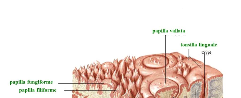Papille della superficie dorsale della lingua: filiformi (funzione tattile)