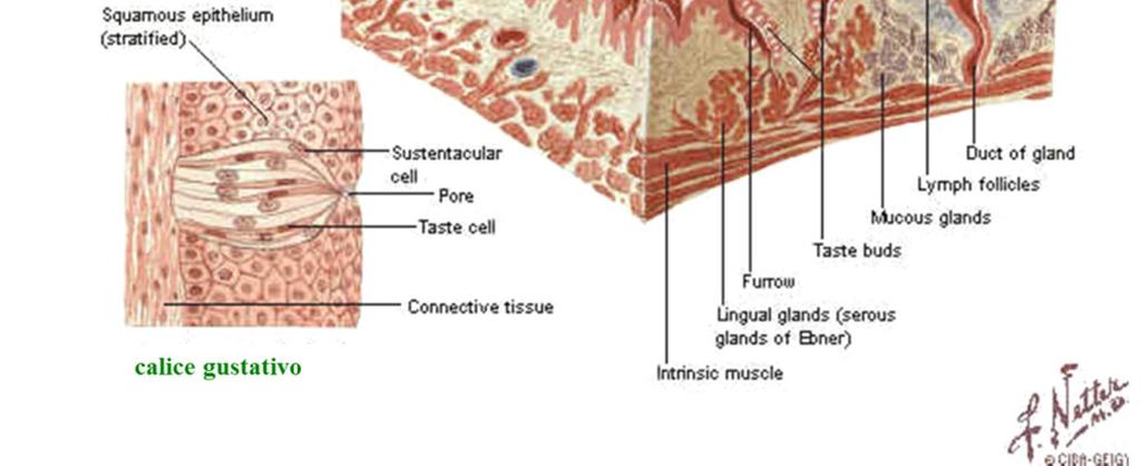 gustativa ma rudimentali nell uomo) Mucosa cavità orale: - di rivestimento (orale) -