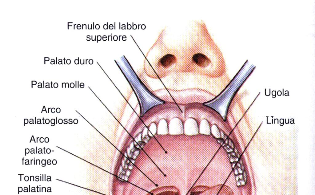 Cavità orale: