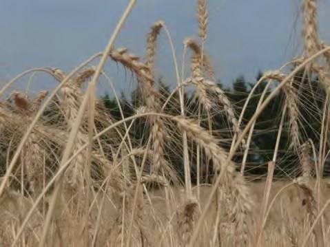 VULGARE Famiglia: Poaceae Genere: Triticum Specie: Triticum aestivum Nome comune: TERMINILLO Sinonimi accertati: Sinonimie errate: Denominazioni dialettali locali (indicare la località): Rischio di