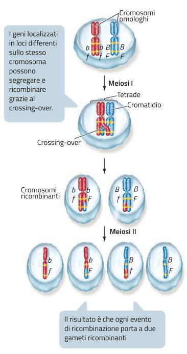 La ricombinazione genica Durante la meiosi i geni collocati in loci