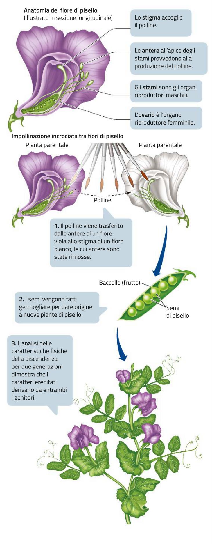 I metodi di Mendel Mendel utilizzò piante di pisello odoroso (Pisum sativum).