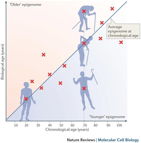 Correlazione tra età stimata dalla metilazione ed età