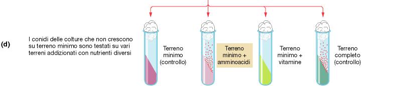 da Griffiths et al.