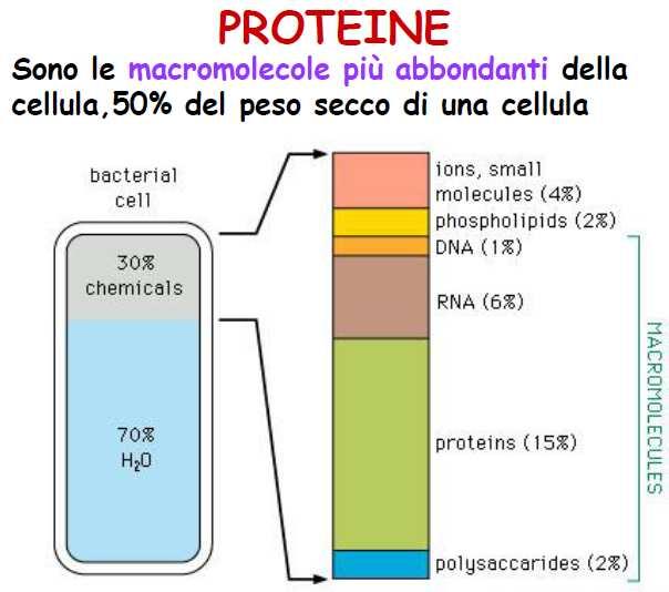 STRUTTURA E